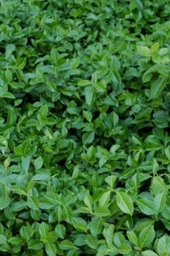 Purple Wintercreeper (Euonymus Fortunei 'Coloratus') - 6 Pack Of Pint Pots -Wilson Bros Gardens euonymus fortunei coloratus purple wintercreeper 2