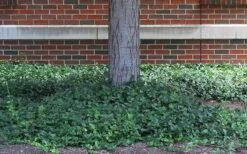 Purple Wintercreeper (Euonymus Fortunei 'Coloratus') - 6 Pack Of Pint Pots -Wilson Bros Gardens euonymus fortunei coloratus purple wintercreeper 4