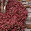 Purple Wintercreeper - Euonymus Fortunei Coloratus - 18 Count Flat Of Pint Pots
