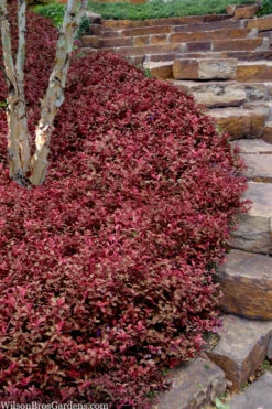 Purple Wintercreeper - Euonymus Fortunei Coloratus - 18 Count Flat Of Pint Pots