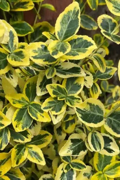 Emerald 'N Gold Euonymus - 2 Gallon Pot -Wilson Bros Gardens euonymus fortunei emerald n gold 1