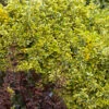 Emerald 'N Gold Euonymus - 2 Gallon Pot