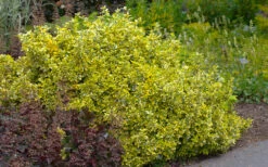 Emerald 'N Gold Euonymus - 2 Gallon Pot -Wilson Bros Gardens euonymus fortunei emerald n gold 5