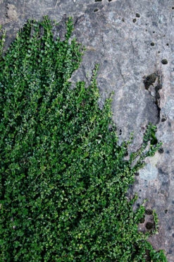 Kewensis Euonymus (Miniature Wintercreeper) - 6 Pack Of Pint Pots