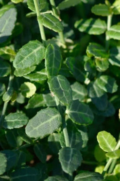 Kewensis Euonymus (Miniature Wintercreeper) - 6 Pack Of Pint Pots -Wilson Bros Gardens euonymus fortunei kewensis miniature wintercreeper 6 1