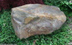 Kewensis Euonymus (Miniature Wintercreeper) - 18 Pack Of Pint Pots -Wilson Bros Gardens euonymus fortunei kewensis miniature wintercreeper 9