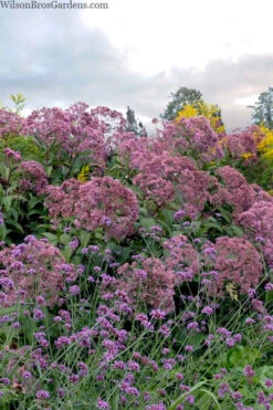 Queen Of The Prairie Hollow Stem Joe Pye Weed - 1 Gallon Pot -Wilson Bros Gardens eupatoriadelphus fistulosa joe pye weed 15