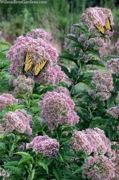 Queen Of The Prairie Hollow Stem Joe Pye Weed - 1 Gallon Pot -Wilson Bros Gardens eupatoriadelphus fistulosa joe pye weed 5