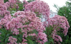 Queen Of The Prairie Hollow Stem Joe Pye Weed - 1 Gallon Pot -Wilson Bros Gardens eupatoriadelphus fistulosa joe pye weed 8
