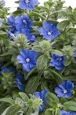 Blue My Mind Evolvulus (Blue Daze) - 1 Gallon Pot -Wilson Bros Gardens evolvulus blue my mind blue daze 6