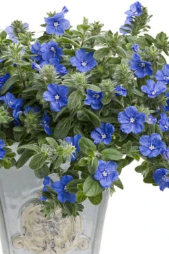 Blue My Mind Evolvulus (Blue Daze) - 1 Gallon Pot -Wilson Bros Gardens evolvulus blue my mind blue daze 7