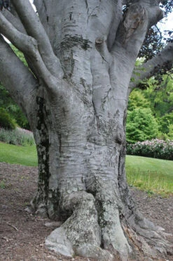 American Beech Tree (Fagus Grandifolia) - 1 Gallon Pot 19 American Beech Tree (Fagus Grandifolia) - 1 Gallon Pot -Wilson Bros Gardens fagus grandifolia american beech tree 1