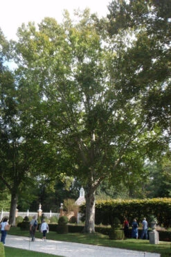 American Beech Tree (Fagus Grandifolia) - 1 Gallon Pot 18 American Beech Tree (Fagus Grandifolia) - 1 Gallon Pot -Wilson Bros Gardens fagus grandifolia american beech tree 2