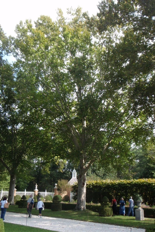 American Beech Tree (Fagus Grandifolia) - 1 Gallon Pot 9 American Beech Tree (Fagus Grandifolia) - 1 Gallon Pot - Image 9