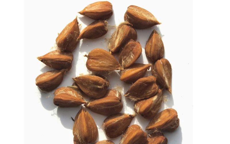 American Beech Tree (Fagus Grandifolia) - 1 Gallon Pot 5 American Beech Tree (Fagus Grandifolia) - 1 Gallon Pot - Image 5