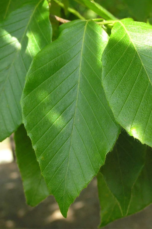 American Beech Tree (Fagus Grandifolia) - 1 Gallon Pot 7 American Beech Tree (Fagus Grandifolia) - 1 Gallon Pot - Image 7