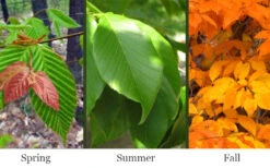 American Beech Tree (Fagus Grandifolia) - 1 Gallon Pot 13 American Beech Tree (Fagus Grandifolia) - 1 Gallon Pot -Wilson Bros Gardens fagus grandifolia american beech tree leaves 6