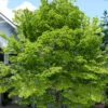 American Beech Tree (Fagus Grandifolia) - 1 Gallon Pot