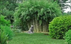 Robust Bamboo - Fargesia Robusta - 1 Gallon Pot 10 Robust Bamboo - Fargesia Robusta - 1 Gallon Pot -Wilson Bros Gardens fargesia robusta robust clumping bamboo 105