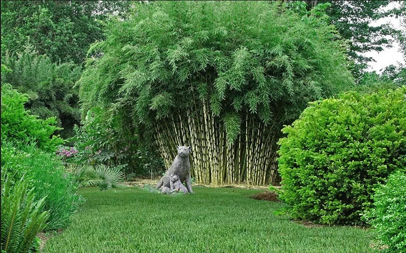 Robust Bamboo - Fargesia Robusta - 1 Gallon Pot 4 Robust Bamboo - Fargesia Robusta - 1 Gallon Pot - Image 4