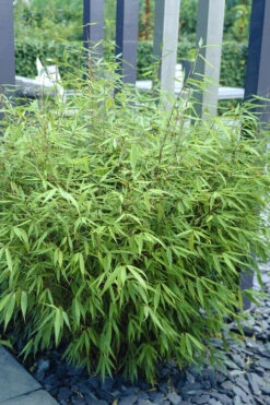 Sunset Glow Clumping Bamboo (Fargesia Rufa) - 6 Pack Of 1 Gallon Pots 13 Sunset Glow Clumping Bamboo (Fargesia Rufa) - 6 Pack Of 1 Gallon Pots -Wilson Bros Gardens fargesia rufa sunset glow clumping bamboo 1 1