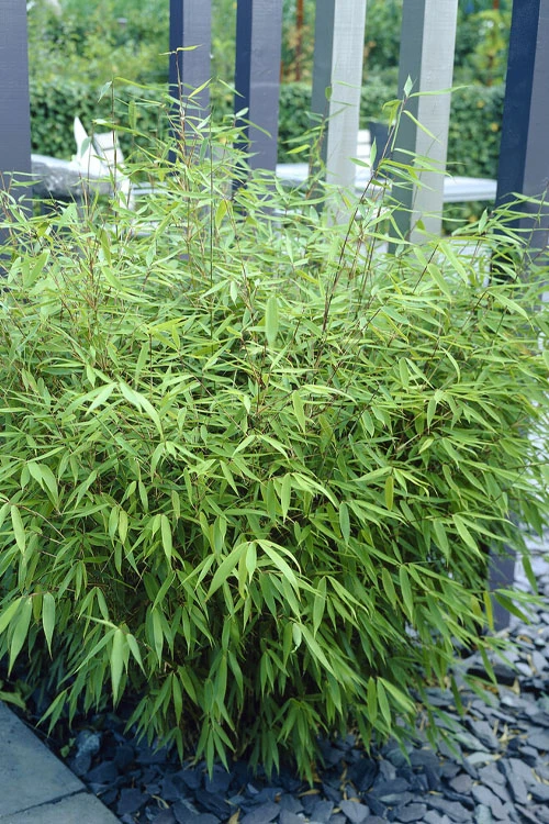 Sunset Glow Clumping Bamboo (Fargesia Rufa) - 6 Pack Of 1 Gallon Pots 7 Sunset Glow Clumping Bamboo (Fargesia Rufa) - 6 Pack Of 1 Gallon Pots - Image 7