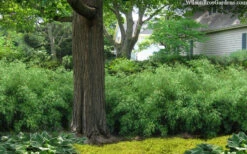 Sunset Glow Clumping Bamboo (Fargesia Rufa) - 6 Pack Of 1 Gallon Pots 10 Sunset Glow Clumping Bamboo (Fargesia Rufa) - 6 Pack Of 1 Gallon Pots -Wilson Bros Gardens fargesia rufa sunset glow clumping bamboo 9 1