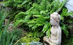 Japanese Holly Fern - Cyrtomium Falcatum 'Rochfordianum' - 2.5 Quart Pot 11 Japanese Holly Fern - Cyrtomium Falcatum 'Rochfordianum' - 2.5 Quart Pot -Wilson Bros Gardens fern20holly203