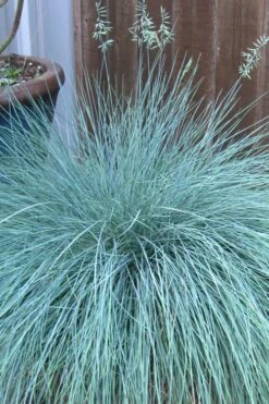 Beyond Blue Festuca (Fescue) - 1 Gallon Pot 10 Beyond Blue Festuca (Fescue) - 1 Gallon Pot -Wilson Bros Gardens festuca beyond blue fescue 100 1