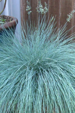 Beyond Blue Festuca (Fescue) - 6 Pack Of 1 Gallon Pots -Wilson Bros Gardens festuca beyond blue fescue 100