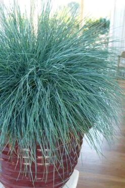 Beyond Blue Festuca (Fescue) - 1 Gallon Pot 13 Beyond Blue Festuca (Fescue) - 1 Gallon Pot -Wilson Bros Gardens festuca beyond blue fescue 101 1