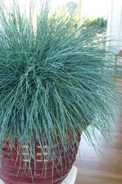 Beyond Blue Festuca (Fescue) - 6 Pack Of 1 Gallon Pots -Wilson Bros Gardens festuca beyond blue fescue 101