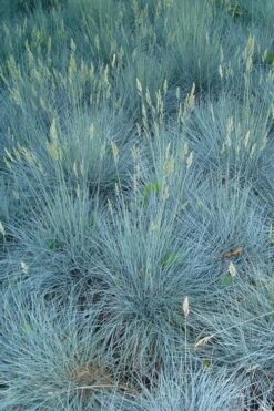 Beyond Blue Festuca (Fescue) - 1 Gallon Pot 11 Beyond Blue Festuca (Fescue) - 1 Gallon Pot -Wilson Bros Gardens festuca beyond blue fescue 102 1