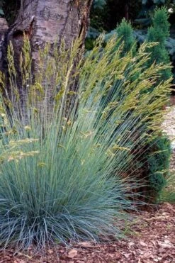 Blue Fescue Grass (Festuca Glauca) - 5 Pack Of Quart Pots -Wilson Bros Gardens festuca glauca blue fescue grass 13 1