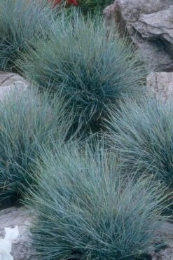 Blue Fescue Grass (Festuca Glauca) - 1 Gallon Pot -Wilson Bros Gardens festuca glauca blue fescue grass 14 2