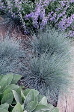 Blue Fescue Grass (Festuca Glauca) - 1 Gallon Pot -Wilson Bros Gardens festuca glauca blue fescue grass 7 2