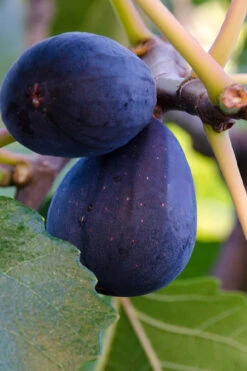 Black Mission Fig Tree - 6 Pack Of 1 Gallon Pots -Wilson Bros Gardens ficus carica black mission fig tree 20