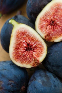 Black Mission Fig Tree - 6 Pack Of 1 Gallon Pots