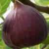 Brown Turkey Fig Tree - 3 Gallon Pot