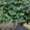 Brown Turkey Fig Tree (Single Trunk Tree Form) - 5 Gallon Pot