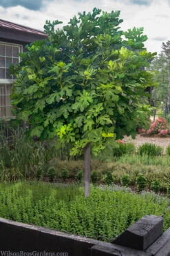 Celeste Fig Tree (Single Trunk Tree Form)- 3 Gallon Pot
