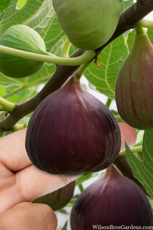 Little Ruby Dwarf Fig Tree - 7 Gallon Pot 1 Little Ruby Dwarf Fig Tree - 7 Gallon Pot