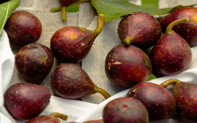 Little Ruby Dwarf Fig Tree - 7 Gallon Pot 5 Little Ruby Dwarf Fig Tree - 7 Gallon Pot - Image 5