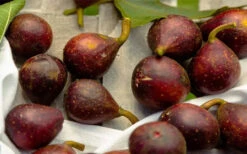 Little Ruby Dwarf Fig Tree - 1 Gallon Pot -Wilson Bros Gardens ficus carica little ruby fig tree 2 2