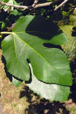 Little Ruby Dwarf Fig Tree - 7 Gallon Pot 13 Little Ruby Dwarf Fig Tree - 7 Gallon Pot -Wilson Bros Gardens ficus carica little ruby fig tree 3 1