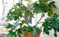 Little Ruby Dwarf Fig Tree - 7 Gallon Pot 12 Little Ruby Dwarf Fig Tree - 7 Gallon Pot -Wilson Bros Gardens ficus carica little ruby fig tree 4 1