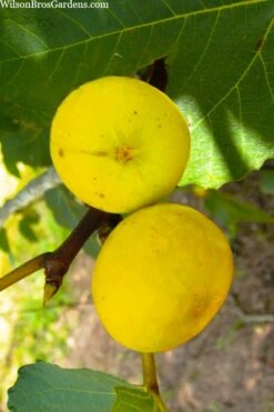 LSU Gold Fig Tree - 5 Gallon Pot -Wilson Bros Gardens ficus carica lsu gold fig tree 1