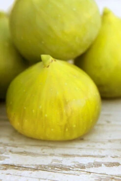 LSU Gold Fig Tree - 3 Gallon Pot -Wilson Bros Gardens ficus carica lsu gold fig tree 2 1