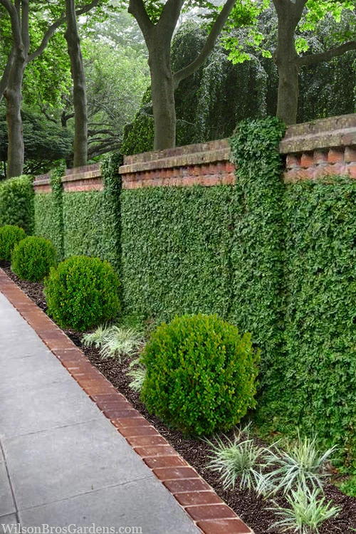 Creeping Fig (Ficus Pumila) - 5 Pack Of 4" Pint Pots 9 Creeping Fig (Ficus Pumila) - 5 Pack Of 4" Pint Pots - Image 9