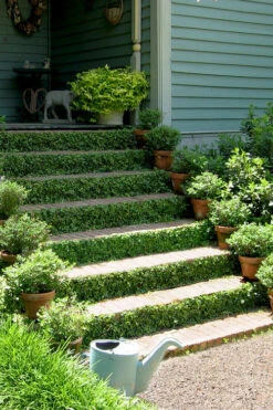 Creeping Fig - Ficus Pumila - 3 Pack Of Pint Pots -Wilson Bros Gardens ficus pumila green creeping fig 105 2